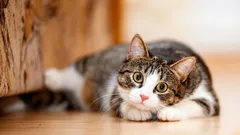 Verändert sich das Wesen einer Katze mit zunehmendem Alter – und was kann man von seinem Haustier erwarten?