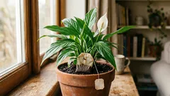 Gewöhnliche Teebeutel können den Zustand von Spathiphyllum verbessern – so werden sie verwendet